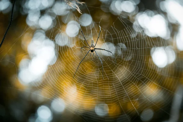 Araignée Orbe Dorée Géante Nephila Pilipes Assise Sur Toile Beau — Photo