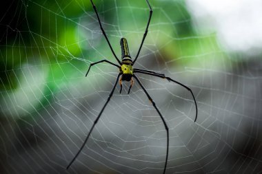 Dev Altın Küre web örümcek Nephila pilipes web üzerinde siting. Güzel yeşil bokeh arka plan. Güney Kamboçya. Koh Rong Sanloem.
