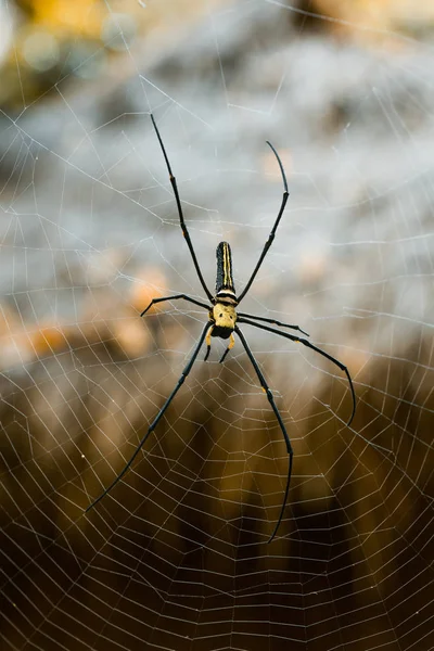Giant Golden Orb Web Spider Nephila Pilipes Siting Web Fundo — Fotografia de Stock