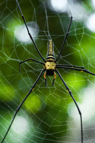 Riesige Goldene Spinnennetzspinne Nephila Pilipes Die Sich Netz Befindet Schönen — Stockfoto