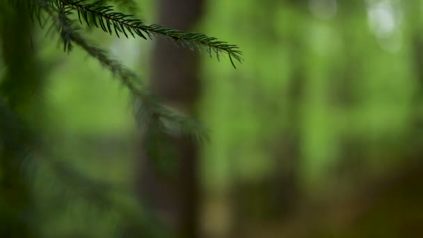 Gelbes Schild Eines Wanderweges Baum Mitten Wald — Stockvideo