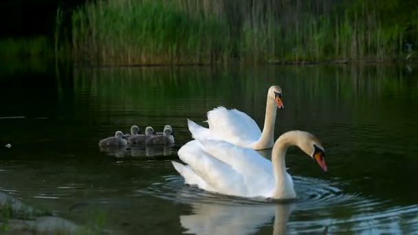 Grande Família Cisnes Selvagens Brancos Com Pequenos Patinhos Nadando Lago — Vídeo de Stock