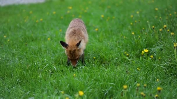 Dziki Red Fox Karmione Przez Osobę — Wideo stockowe