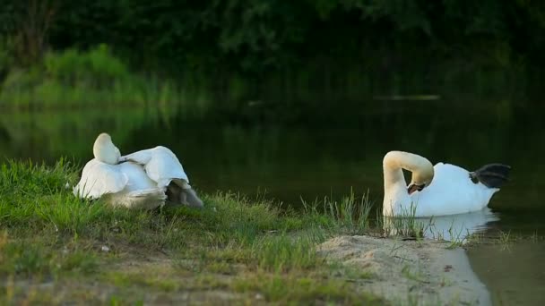 Gran Familia Cisnes Salvajes Blancos Con Patitos Pequeños Lugar Anidación — Vídeo de stock