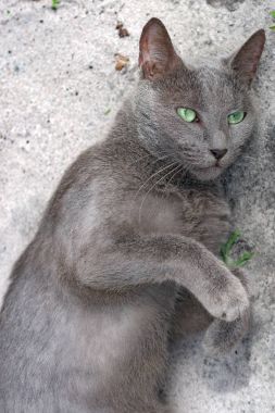 Yeşil göz mavi rus kedi yere yatıyor ve düz bakıyor. Koh Rong Samloem adası, Kamboçya