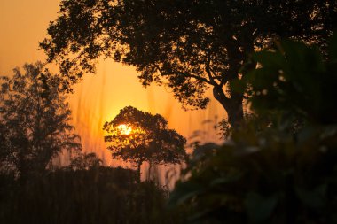  Ormanda güzel gün batımı, Koh Rong Samloem Adası Kamboçya