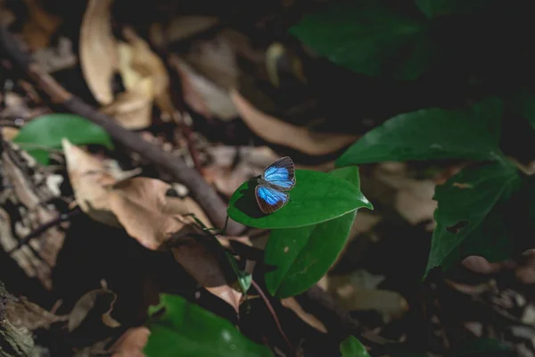 Rare Butterfly Black Blue Wings Siting Leaf Cambodia Koh Rong — Stock Photo, Image