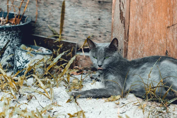 Verde Occhio Blu Gatto Russo Trova Terra Sotto Casa Legno — Foto Stock
