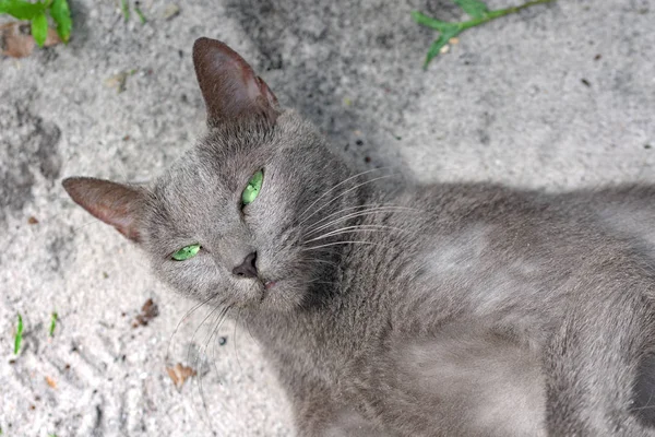 绿眼睛蓝色的俄罗斯猫躺在地上 看着相机 柬埔寨荣桑洛姆岛 — 图库照片
