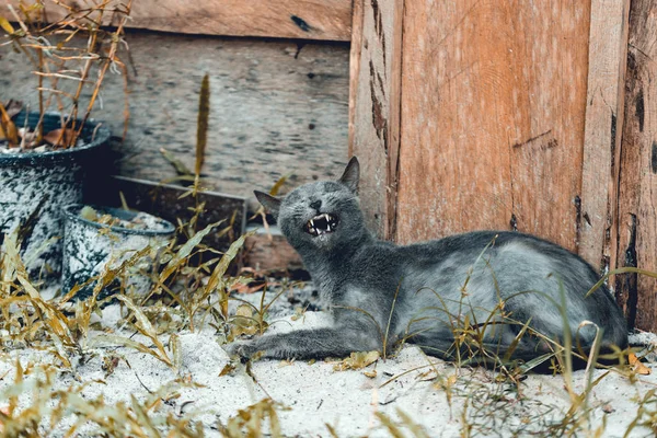 Ojo Verde Gato Ruso Azul Yace Suelo Bajo Casa Madera — Foto de Stock