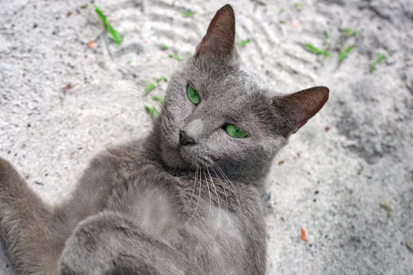 Ojo Verde Gato Ruso Azul Yace Suelo Mirando Cámara Isla — Foto de Stock