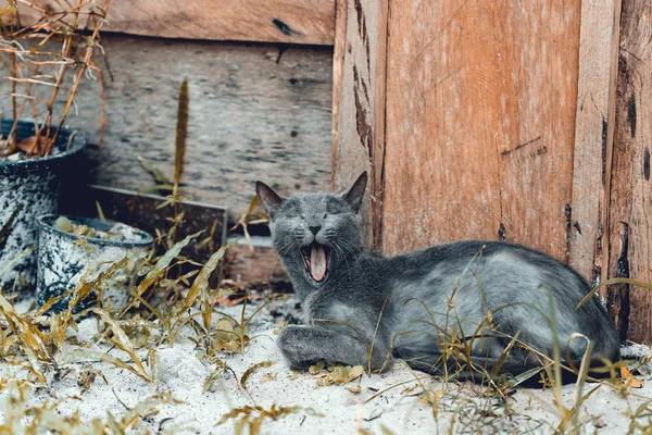 Verde Occhio Blu Gatto Russo Trova Terra Sotto Casa Legno — Foto Stock