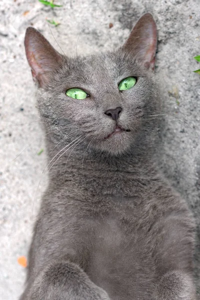 Grönt Öga Blå Ryska Katten Ligger Marken Och Tittar Kameran — Stockfoto