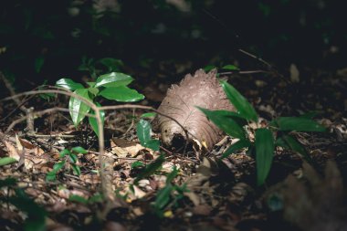 Fauna ve flora ormanın içinde. Onların yüzey üzerinde büyüyen yeşil yapraklar.