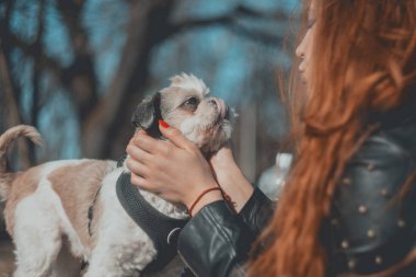 Mutlu Shih tzu eşi tarafından okşadı. Güzel güneşli gün, sonbahar.