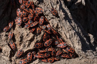 Pyrrhocoris apterus, ordu parkta ağaç kabuğu üzerinde siting kırmızı ahşap hataların