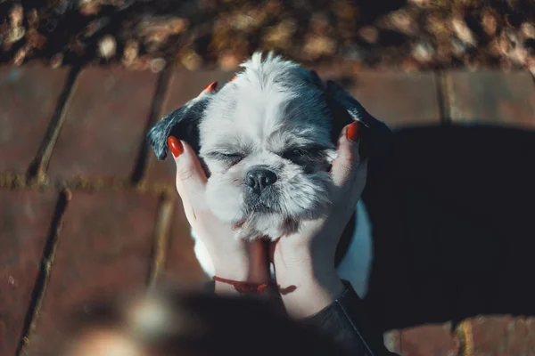 Mutlu Shih Tzu Eşi Tarafından Okşadı Güzel Güneşli Gün Sonbahar — Stok fotoğraf