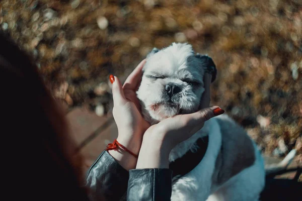 Šťastné Shih Tzu Pohladil Svou Dámou Krásný Slunečný Den Podzim — Stock fotografie