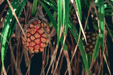 Pandan (Pandanus sp.) Kamboçya, Asya'Lazy plaj kıyısında büyüyen bir olgun meyve ile. (Vintage retro filtre)
