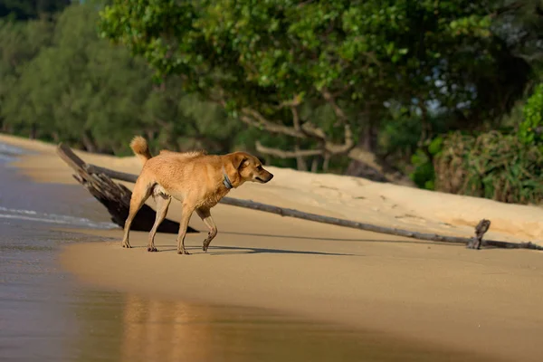 Golden Hair Dog Działa Brzegu Lazy Beach Chwale Zachodu Słońca — Zdjęcie stockowe