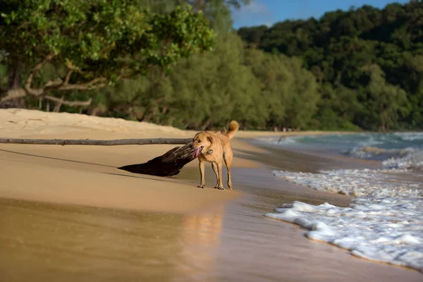Golden Hair Dog Działa Brzegu Lazy Beach Chwale Zachodu Słońca — Zdjęcie stockowe