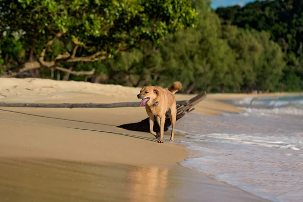 Golden Hair Dog Działa Brzegu Lazy Beach Chwale Zachodu Słońca — Zdjęcie stockowe