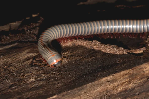 Millipede Blanc Marchant Sur Poteau Bois Yeux Bouche Visibles — Photo