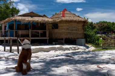 Ada köpek ağacının altında kum üzerinde siting ve bungalows adlı arıyorum. Koh Rong Samloem Adası, Saracen Bay. Kamboçya, Asya. 08 Eylül 2017