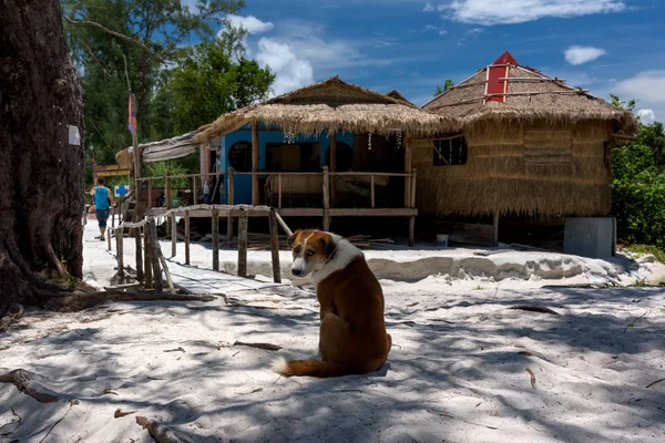 Hund Placering Sanden Trädet Och Titta Runt Koh Rong Samloem — Stockfoto