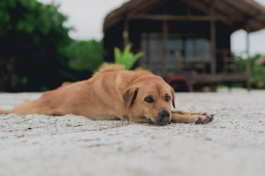 Altın rengi ada köpek beyaz kum, beach Koh Rong Sanloem, Kamboçya üzerinde rahatlatıcı