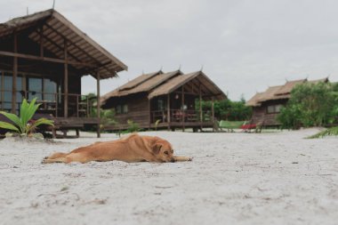 Golden hair island dog relaxing on white sand at the beach of Koh Rong Sanloem, Cambodia clipart