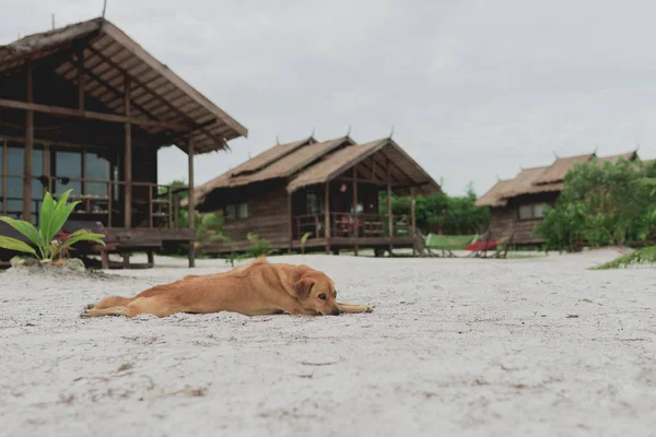 Altın rengi ada köpek beyaz kum, beach Koh Rong Sanloem, Kamboçya üzerinde rahatlatıcı
