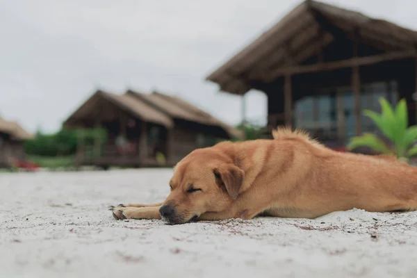 Goldenes Haar Inselhund Entspannt Sich Auf Weißem Sand Strand Von — Stockfoto