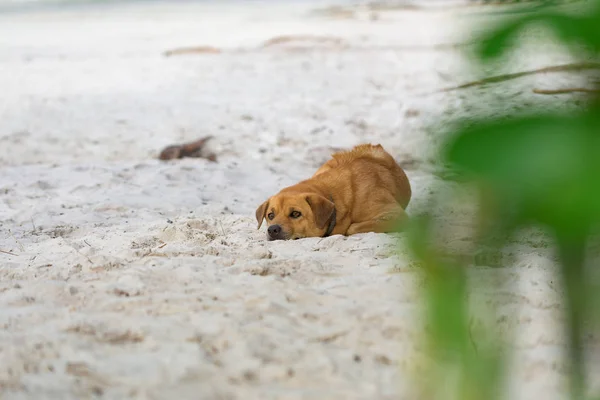 Gyllene Hår Hund Avkopplande Vit Sand Den Stranden Koh Rong — Stockfoto