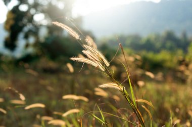 Güneşin görkeminde çim tohumları. Kamboçya Banlung Eyaleti çim alanı. 