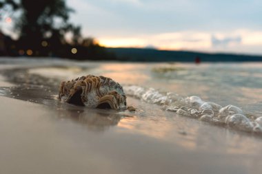 Büyük deniz hayvanı kabuğu içinde belgili tanımlık geçmiş gün batımı ile sahilde yatıyor  