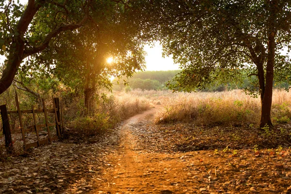 Kaju fıstığı ağacı ormanında günbatımı, Kamboçya Banlung Eyaleti. 