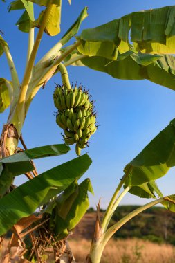 Olgun muz grup wild yılında kanal açma ile muz ağacı. Kamboçya, Banlung il. 