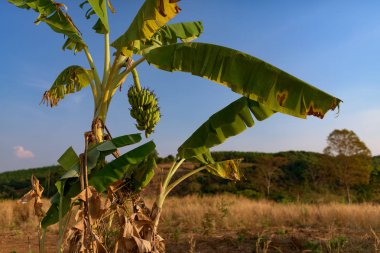 Olgun muz grup wild yılında kanal açma ile muz ağacı. Kamboçya, Banlung il. 