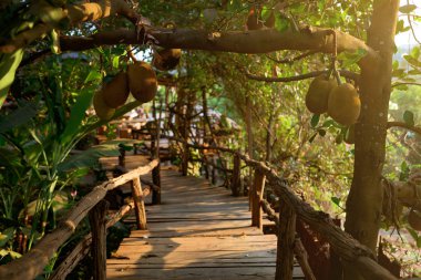 Nefesi ağaç dalında kanal açma olgun nefesi meyve ile. Kamboçya, Banlung il. 