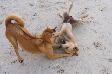 Sahilde birlikte kaldırılma Eğlence Adası birkaç köpekler.  