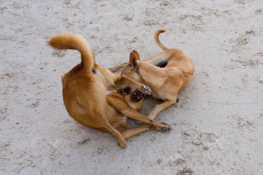 Sahilde birlikte kaldırılma Eğlence Adası birkaç köpekler.  