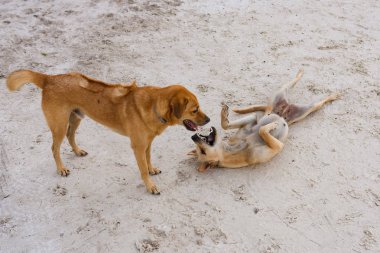 Sahilde birlikte kaldırılma Eğlence Adası birkaç köpekler.  