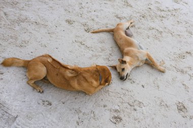 Sahilde birlikte kaldırılma Eğlence Adası birkaç köpekler.  