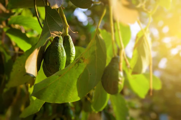 Avocado fruit grooving in the tree of the tropical garden.