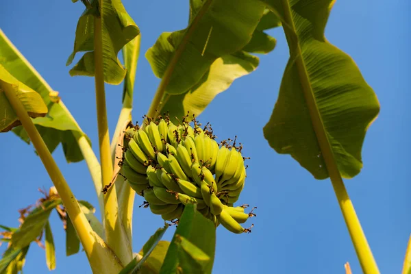 Banana tree with ripe banana bunch grooving in wild. Cambodia, Banlung province.