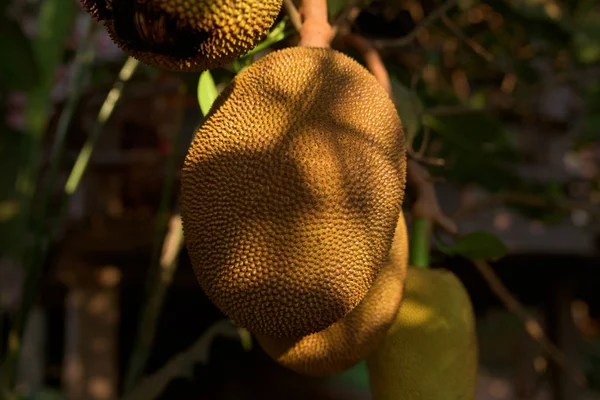 Jackfruit Arbre Avec Des Fruits Jacquier Mûrs Rainurant Dans Branche — Photo