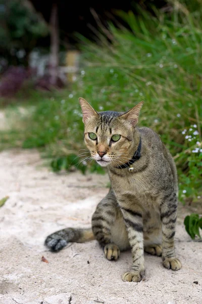 Lindo Gato Doméstico Sentado Arena — Foto de Stock