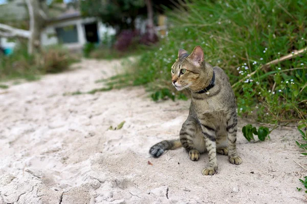 Niedliche Hauskatze Sitzt Sand — Stockfoto
