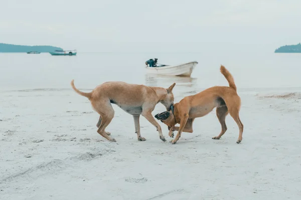 Sziget Pár Kutyák Hullámzó Szórakoztató Együtt Strandon — Stock Fotó
